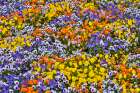USA, Oregon. Flower display in mass of colorful Violas Art Print